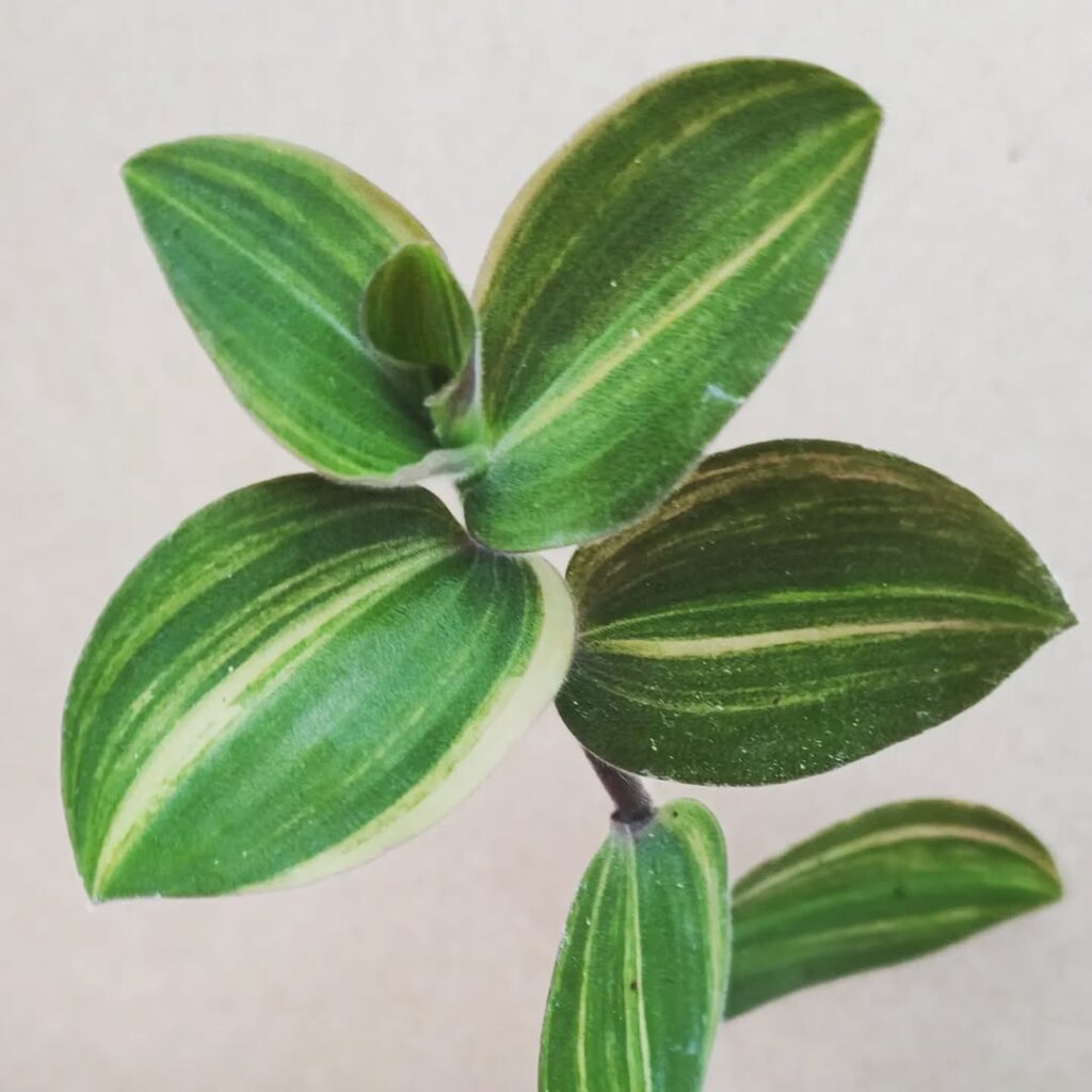 Tradescantia Chrysophylla Variegata