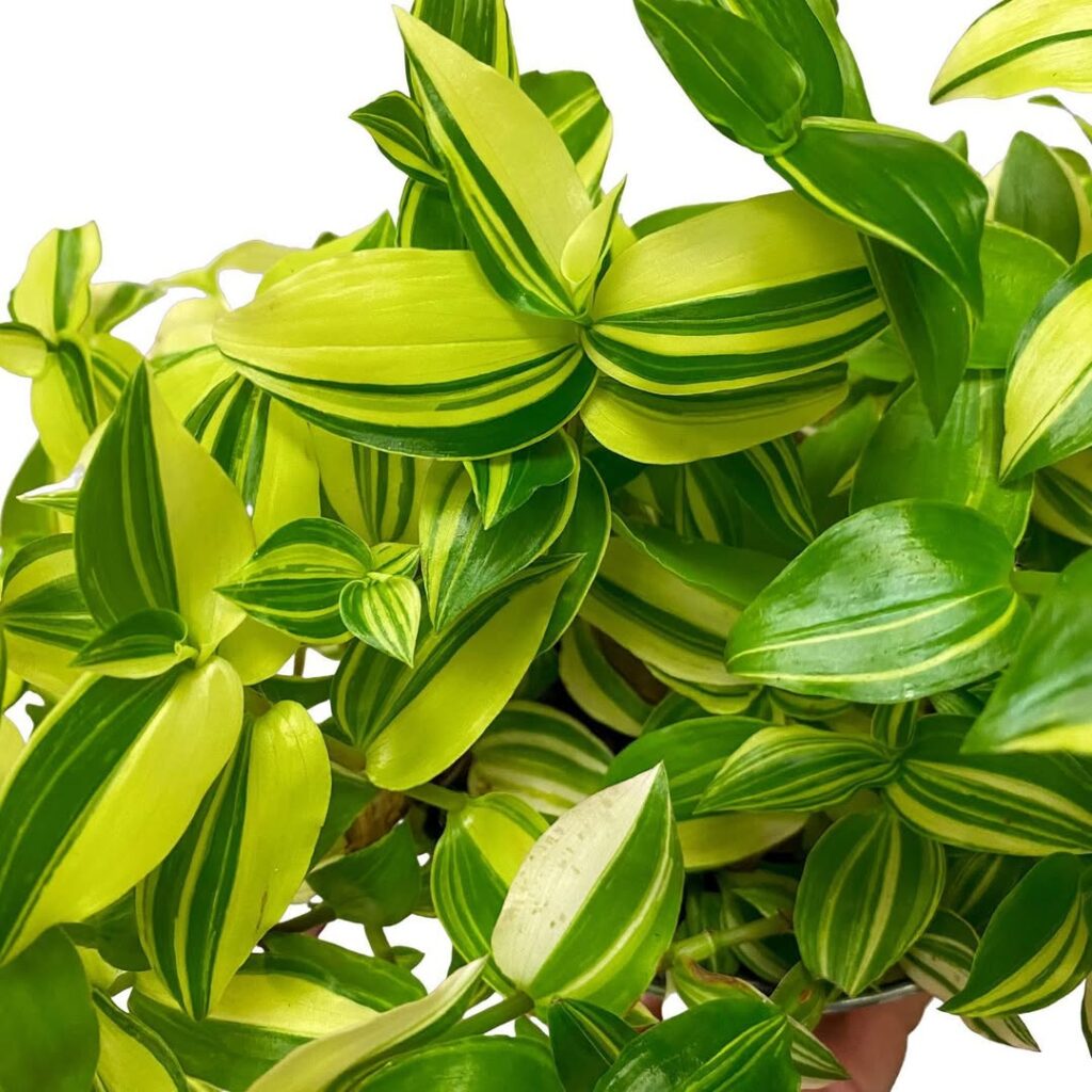 Tradescantia Fluminensis