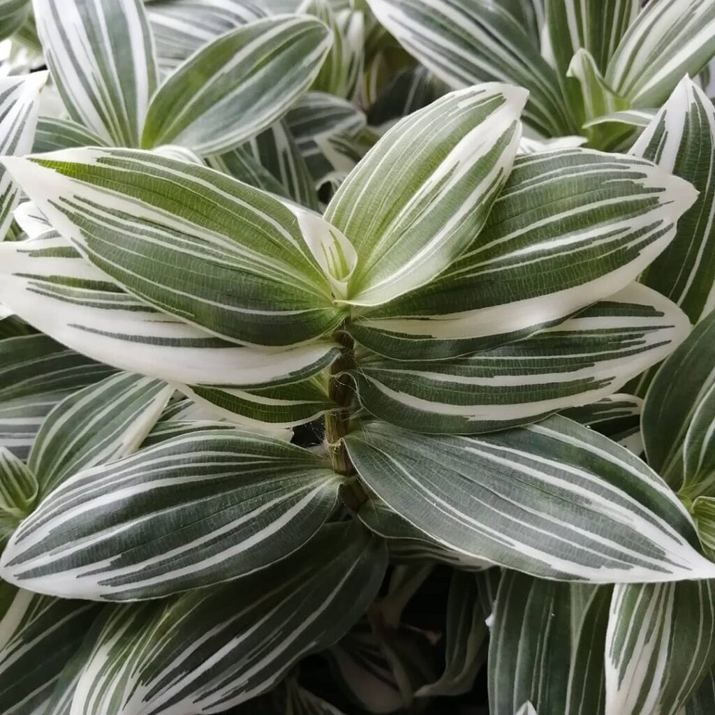 Tradescantia Fluminensis Albovittata