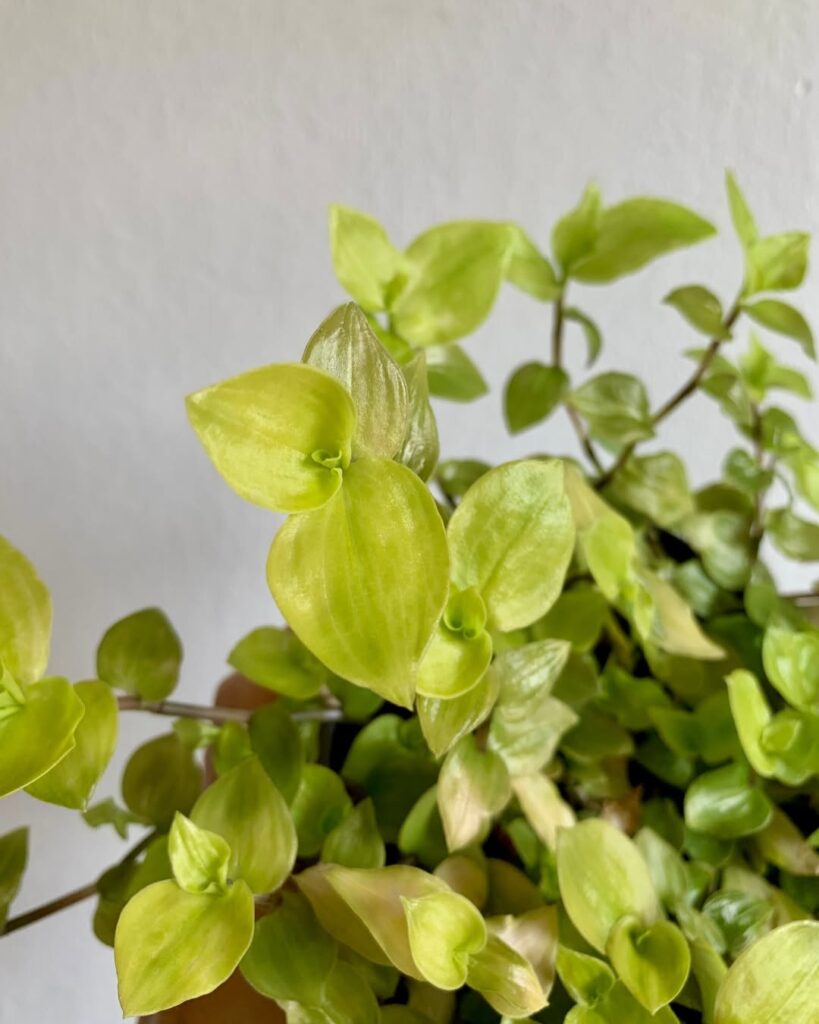 Tradescantia Fluminensis Aurea