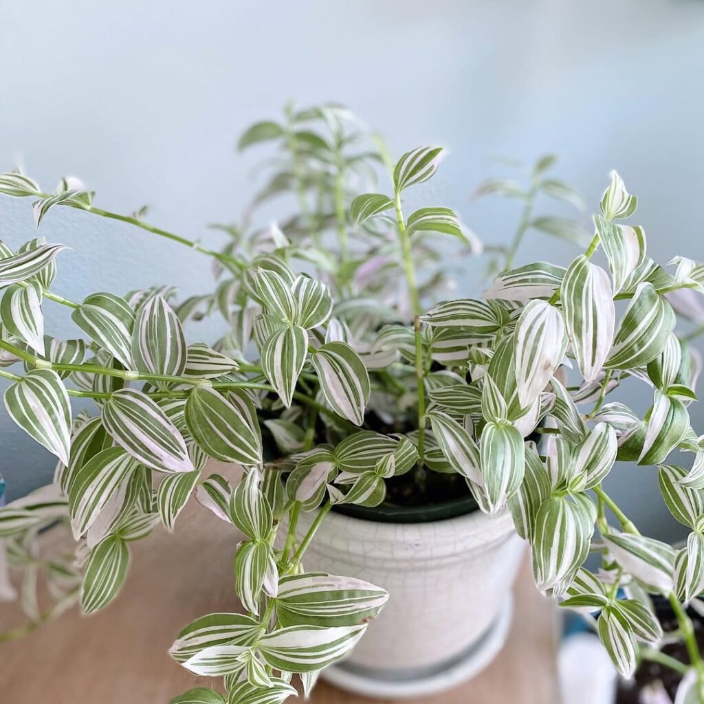 Tradescantia Fluminensis Lilac