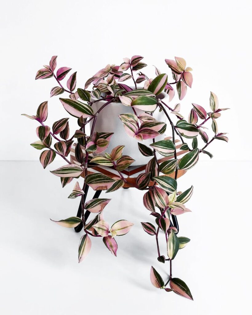 Tradescantia Fluminensis Tricolor
