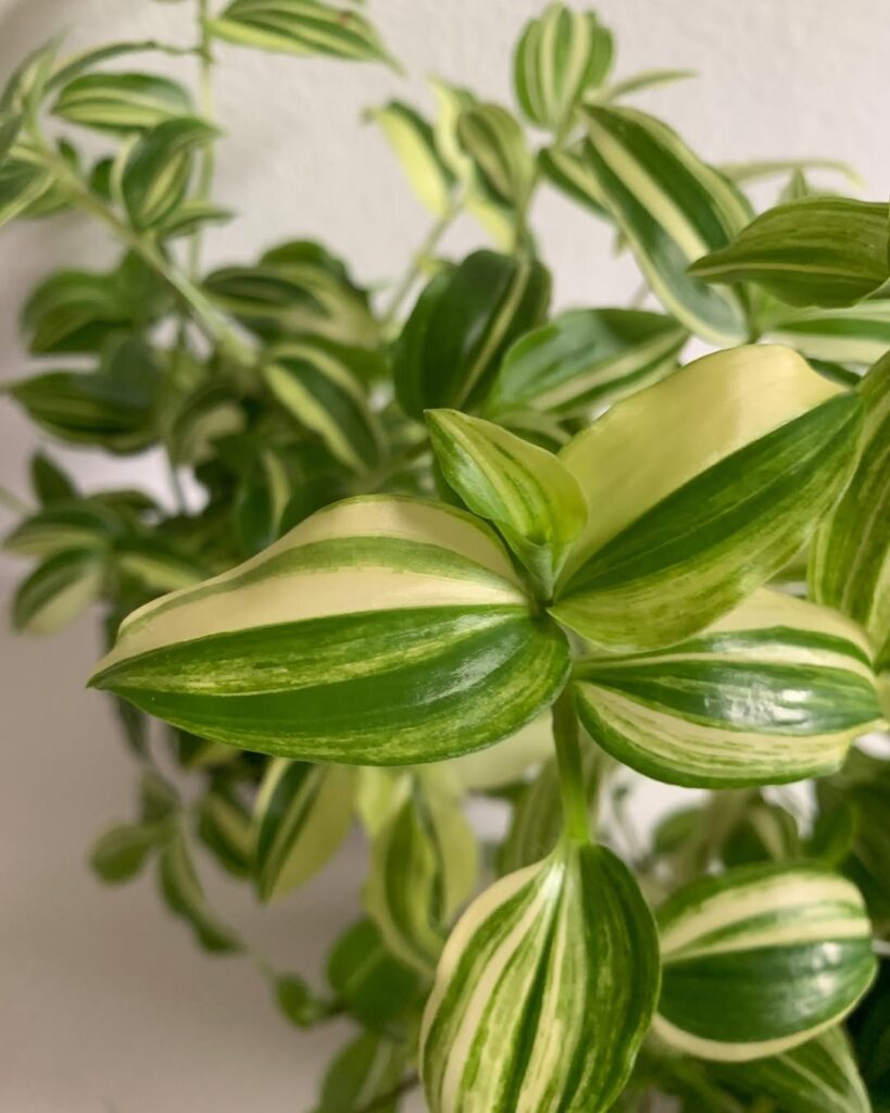 Tradescantia Fluminensis Yellow Hill