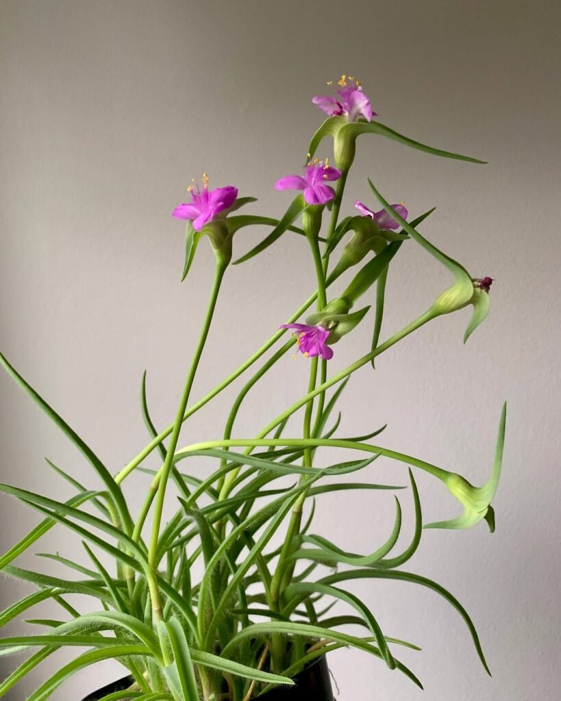 Tradescantia Hirta ‘Swifftale