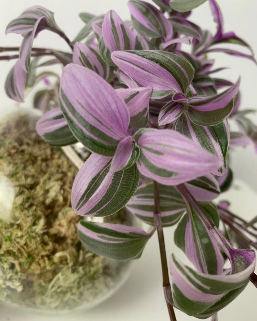 Tradescantia Mundula ‘Fairy Wings