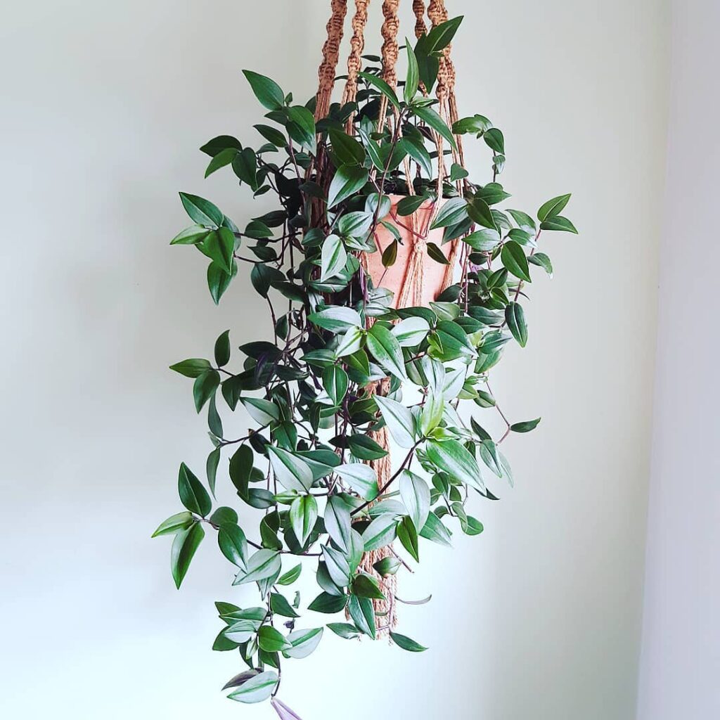 Tradescantia Mundula ‘Green Hill