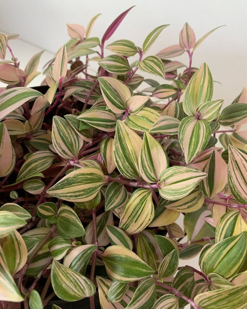 Tradescantia Mundula ‘Lisa
