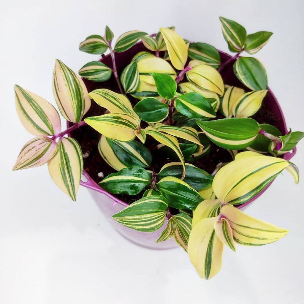 Tradescantia Mundula ‘Variegata