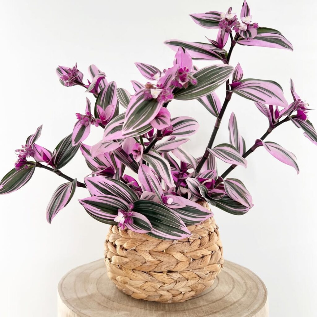 Tradescantia Nanouk