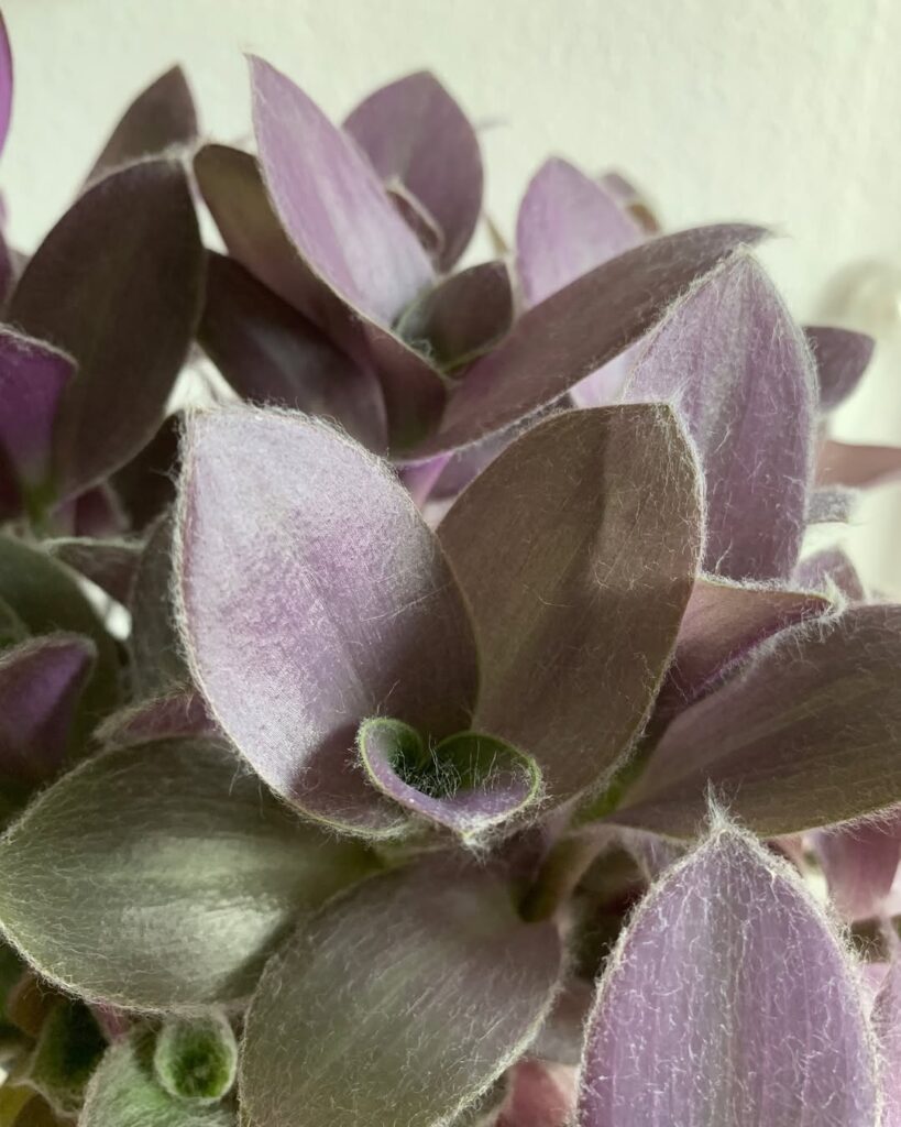 Tradescantia Pale Puma