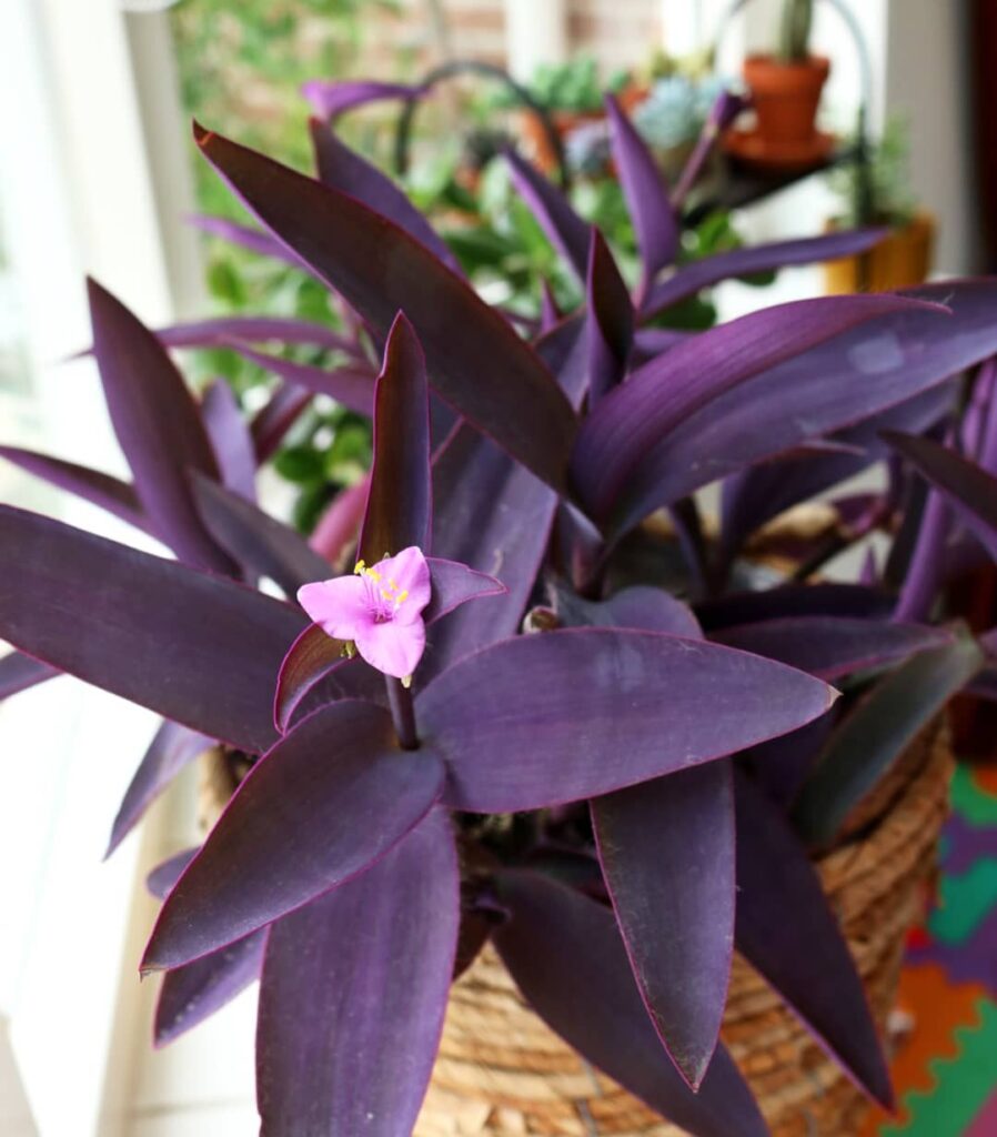 Tradescantia Pallida
