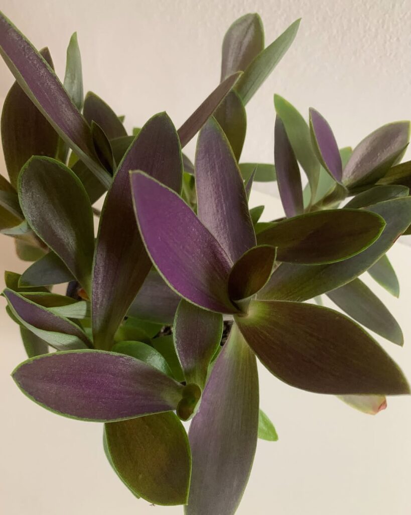 Tradescantia Pallida Shadow Hill
