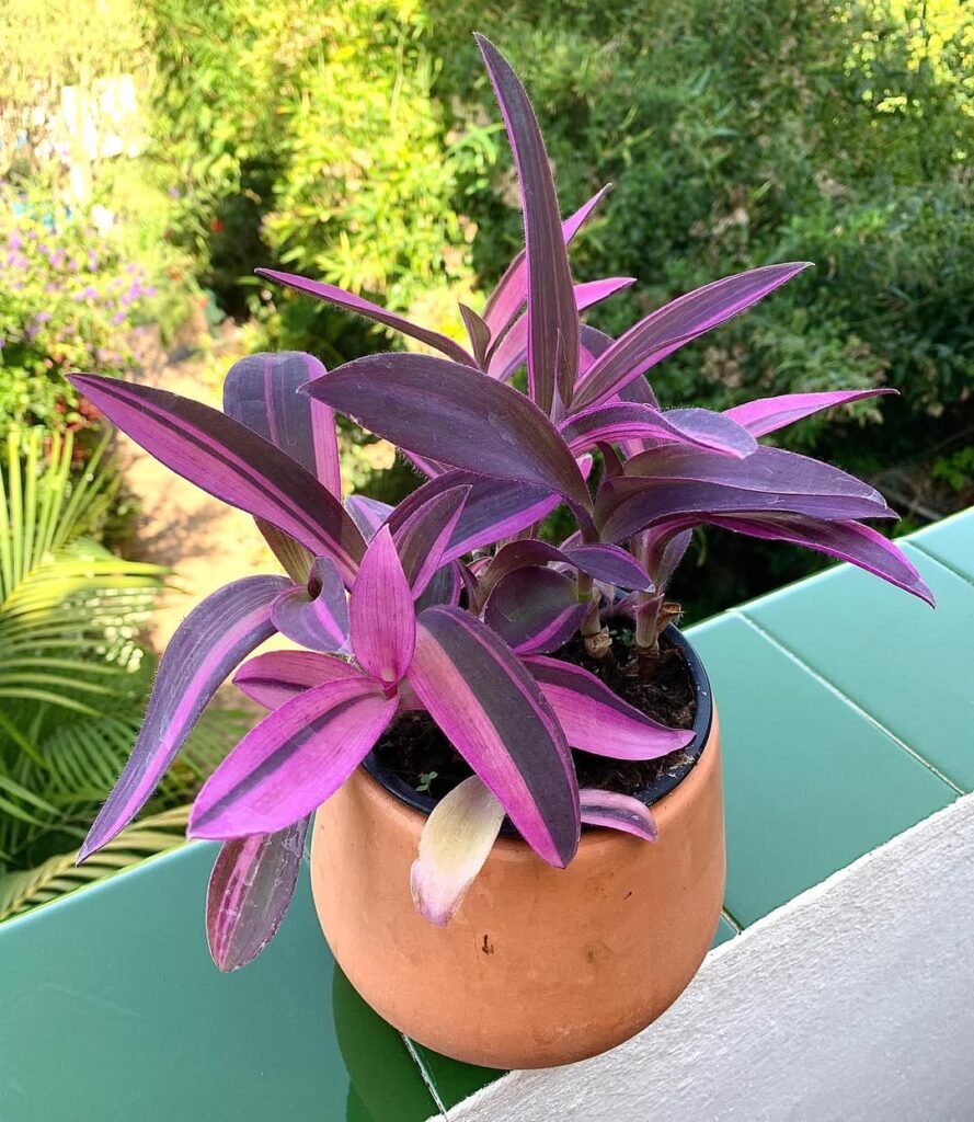 Tradescantia Pallida Variegata