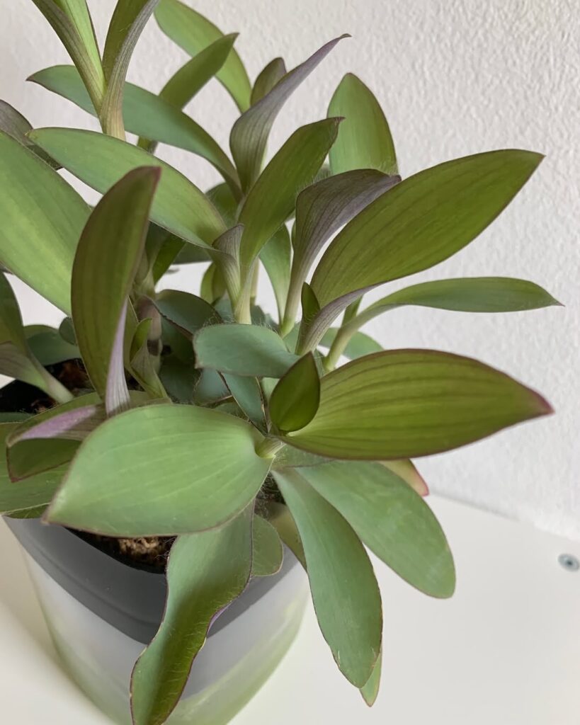 Tradescantia Pallida ‘Blue Sue‘