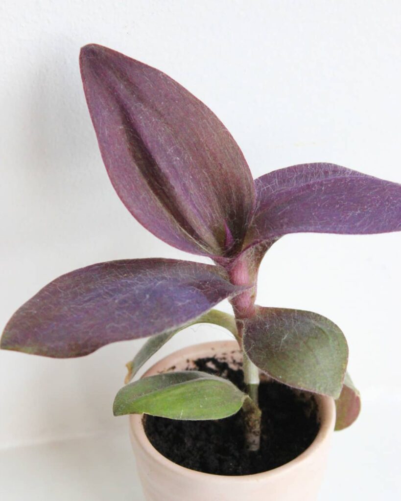 Tradescantia Pallida ‘Kartuz Giant‘