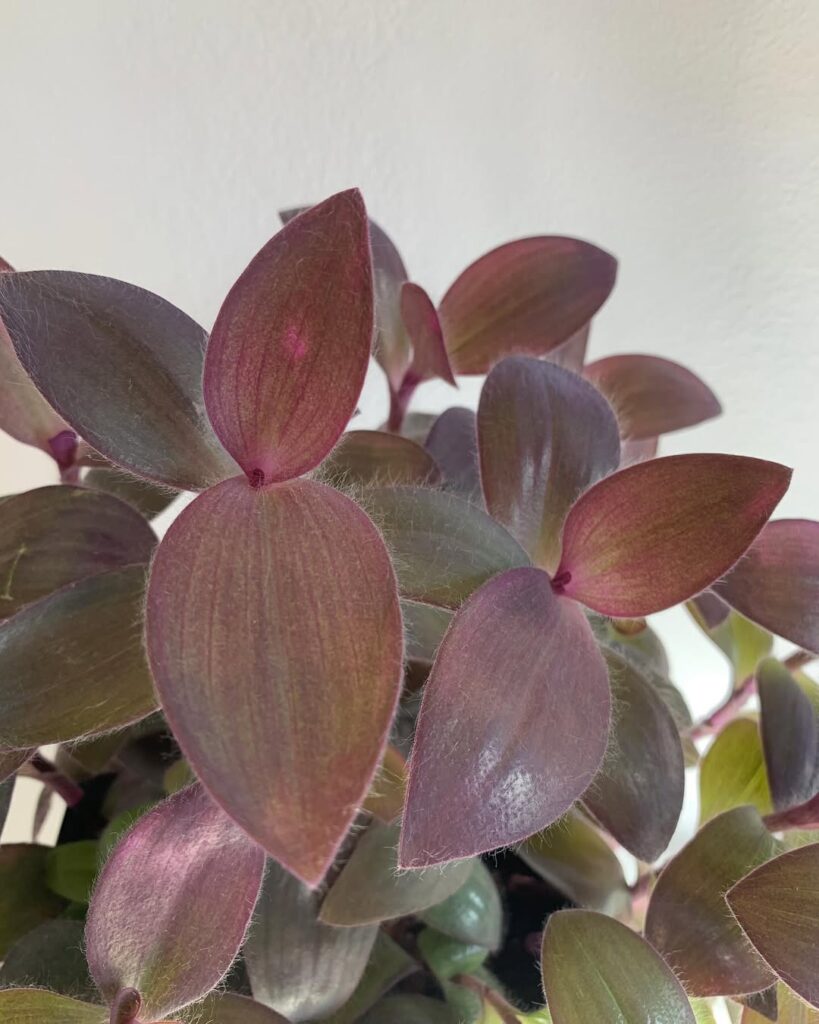 Tradescantia Pallida ‘Purple Pixie‘