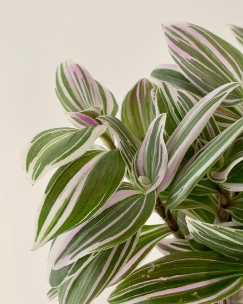 Tradescantia Pink Dragon