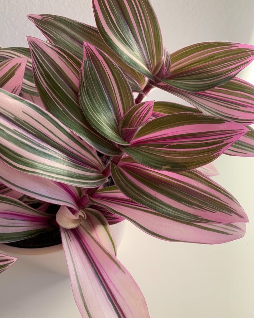 Tradescantia Pink Furry