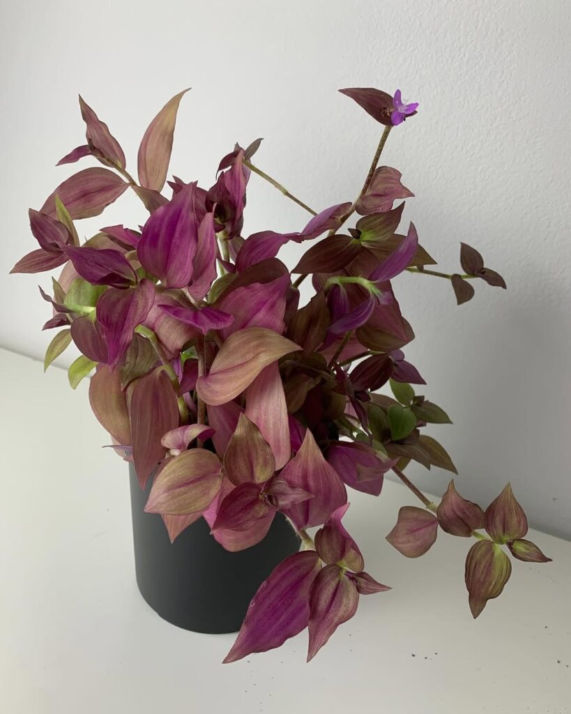 Tradescantia Purpusii