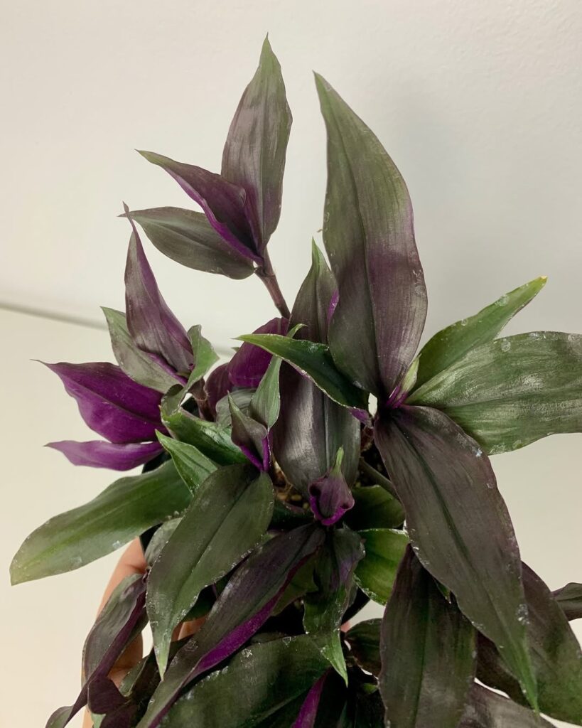 Tradescantia Roxxo