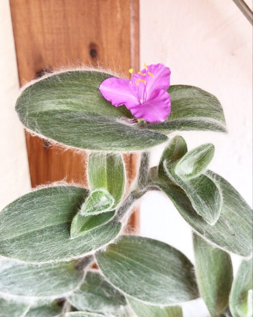 Tradescantia Sillamontana