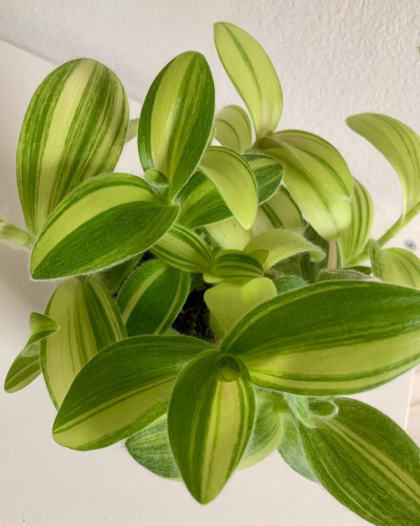 Tradescantia Sillamontana Gold Stripes