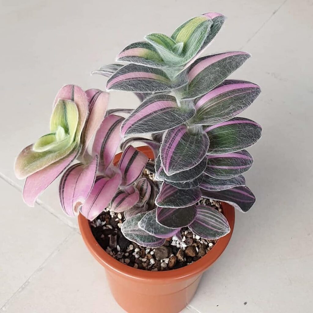 Tradescantia Sillamontana Variegata