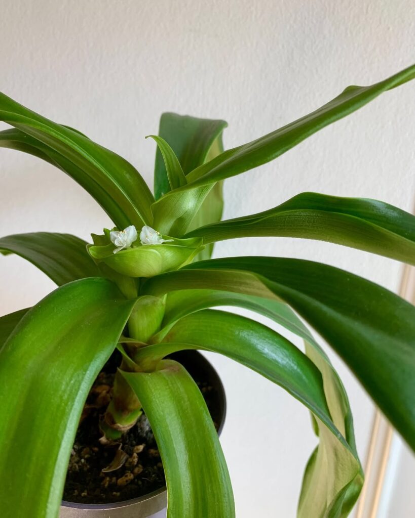 Tradescantia Spathacea Concolor