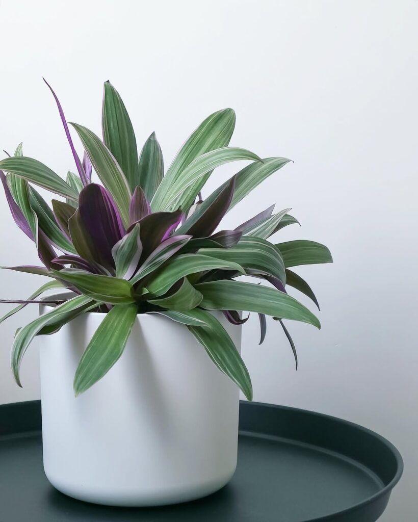 Tradescantia Spathacea Sitara