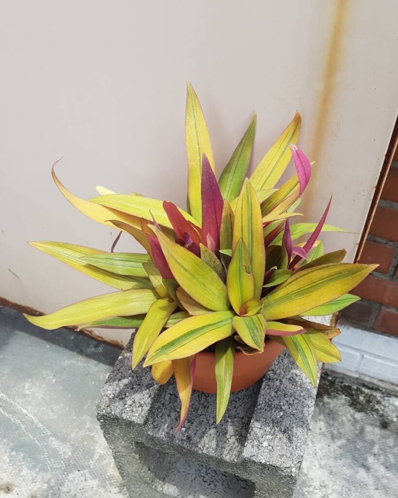 Tradescantia Spathacea Sitara Gold