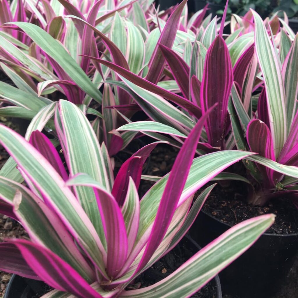 Tradescantia Spathacea Tricolor
