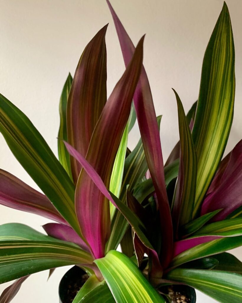 Tradescantia Spathacea Vittata