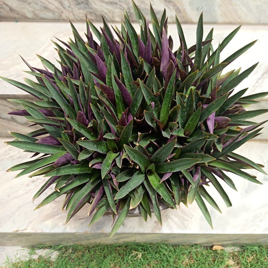 Tradescantia Spathacea