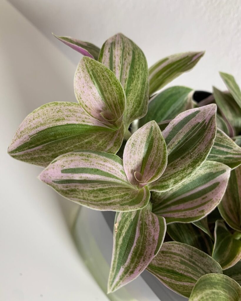 Tradescantia Sweet Tabby