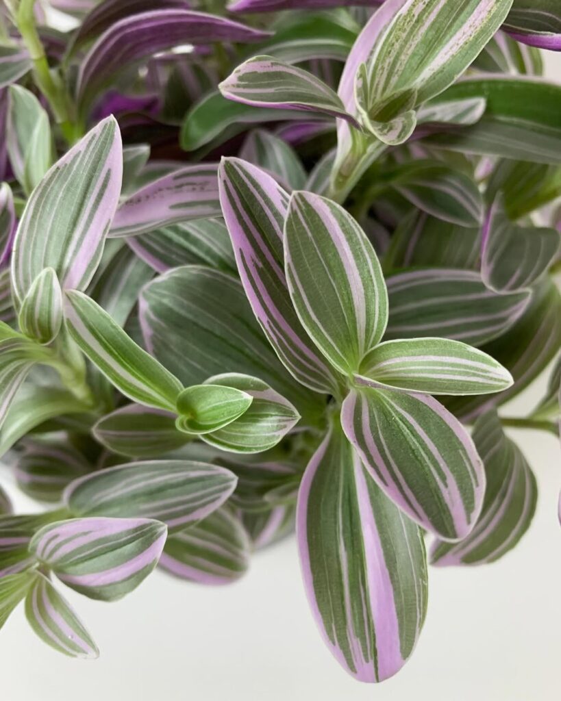 Tradescantia Sweetness