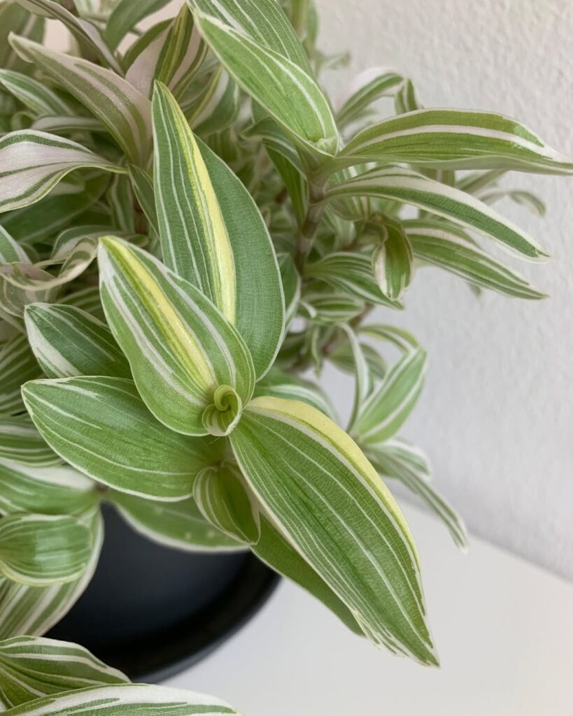Tradescantia Tenderness