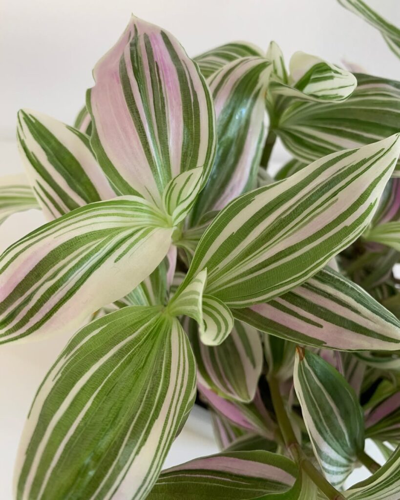 Tradescantia Unicorn