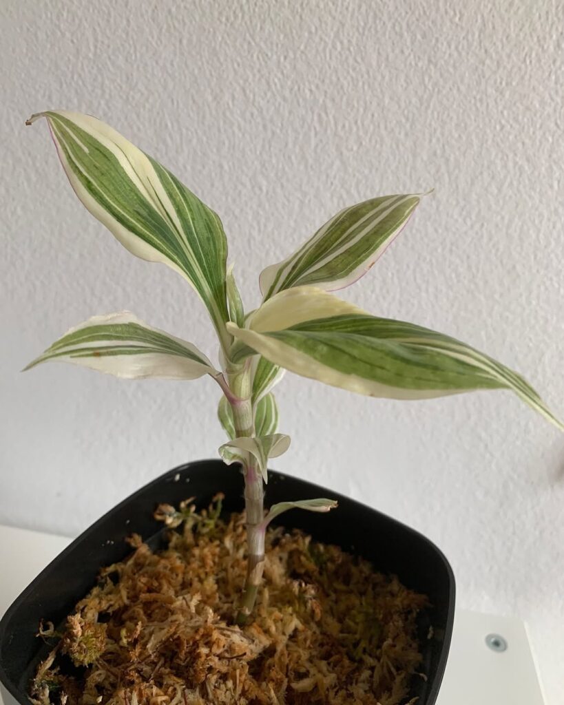 Tradescantia Zanonia Mexican Flag