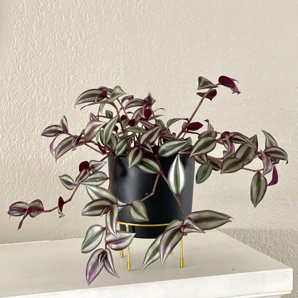 Tradescantia Zebrina