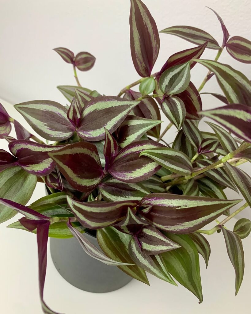 Tradescantia Zebrina Burgandy