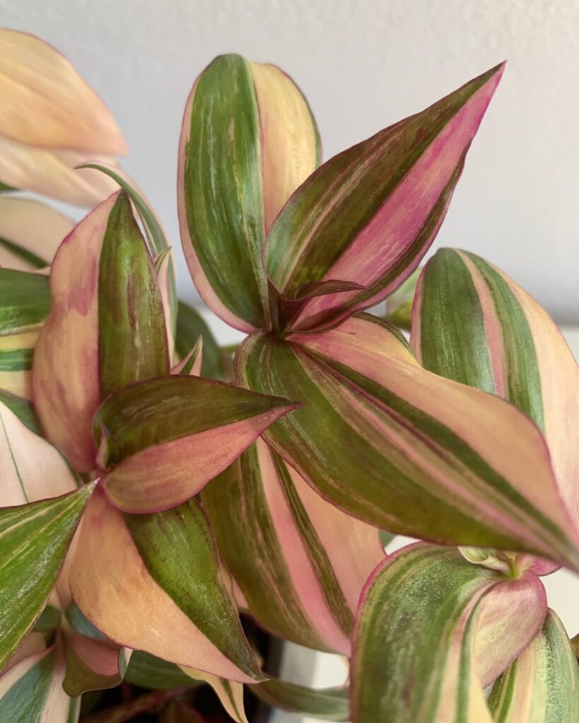 Tradescantia Zebrina Discolor Multicolor
