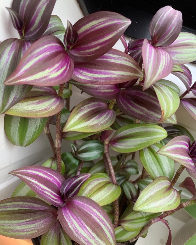 Tradescantia Zebrina Evanesce