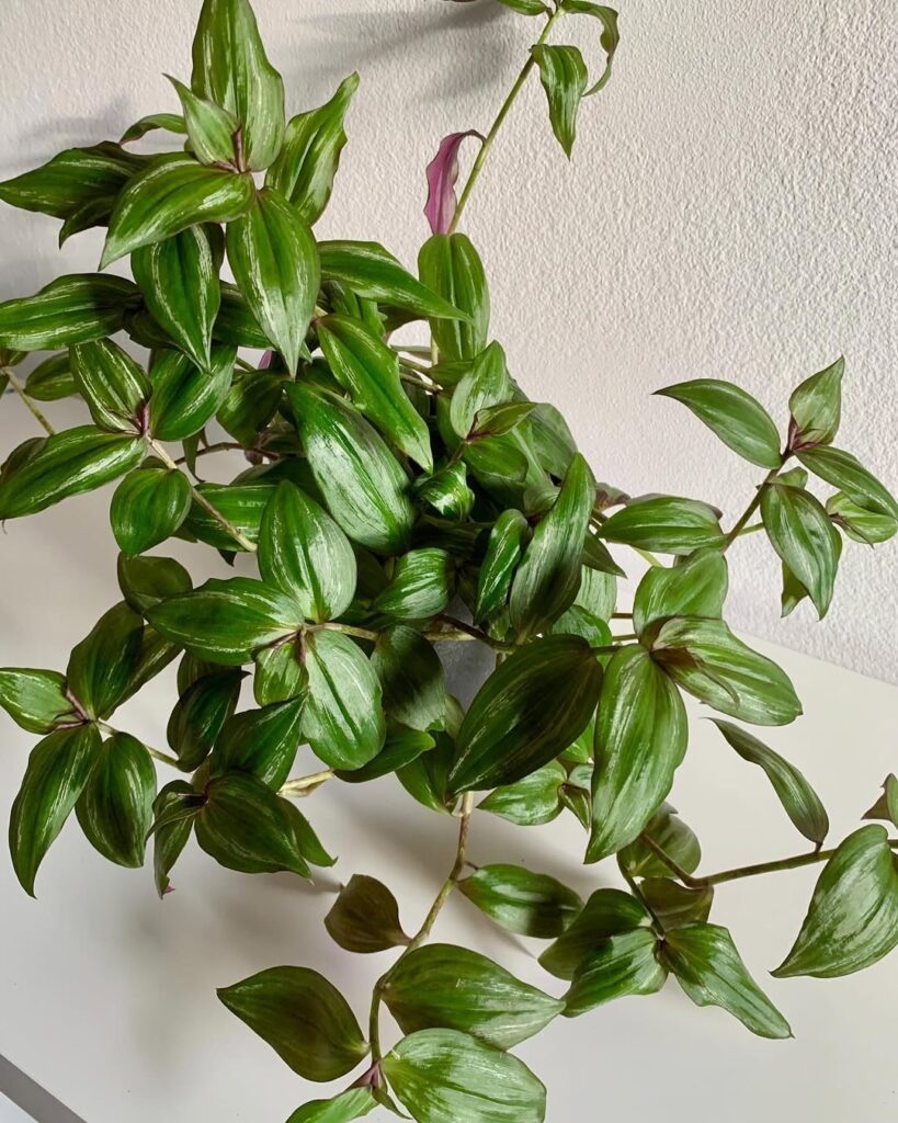 Tradescantia Zebrina Flame Dance