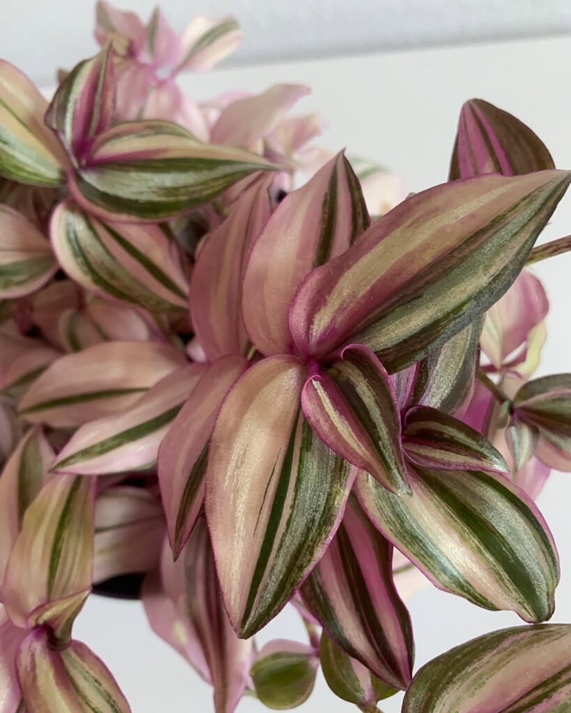 Tradescantia Zebrina HappiLee