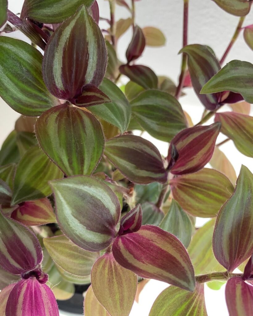 Tradescantia Zebrina Leprechaun