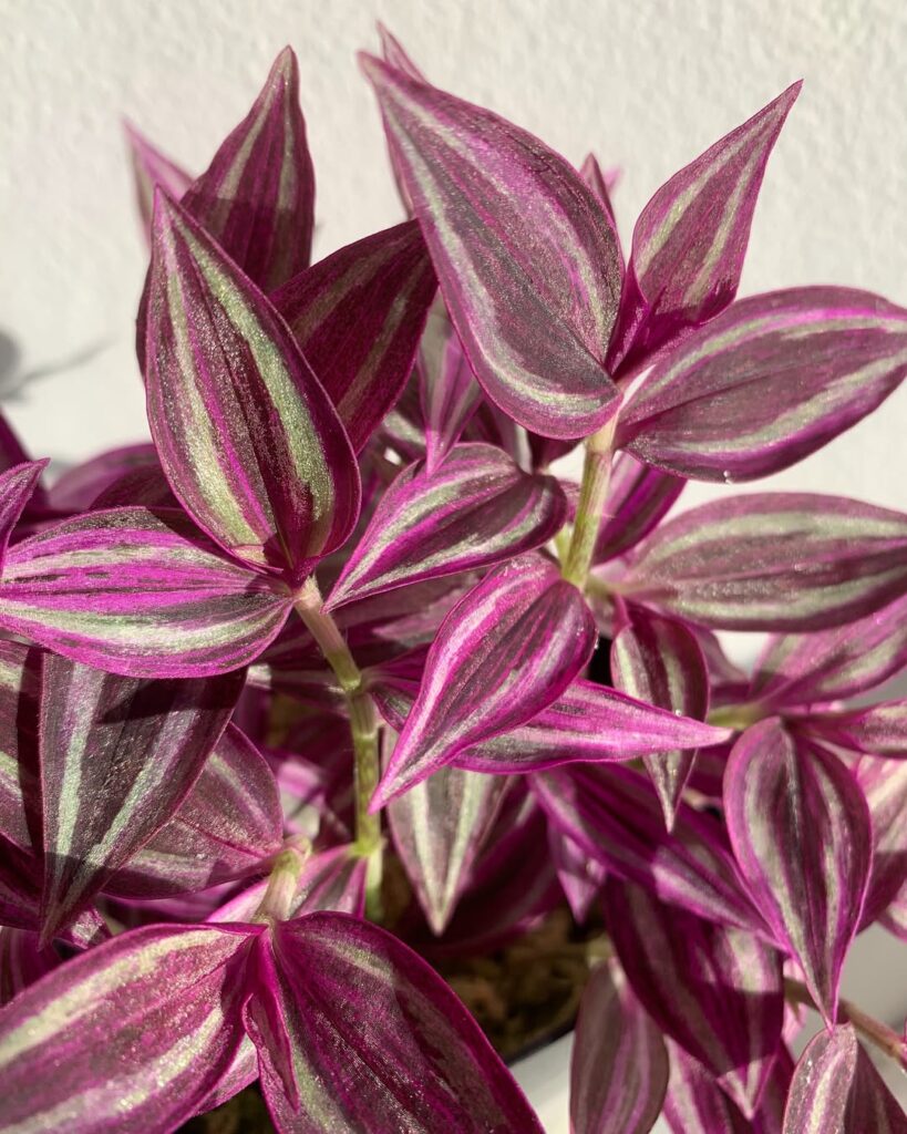 Tradescantia Zebrina Pink Paradise