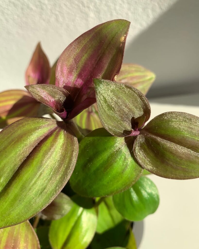 Tradescantia Zebrina Purple Plush