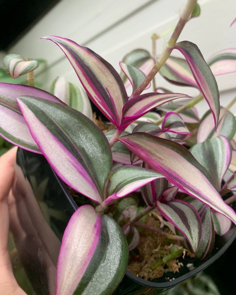 Tradescantia Zebrina Quadricolor