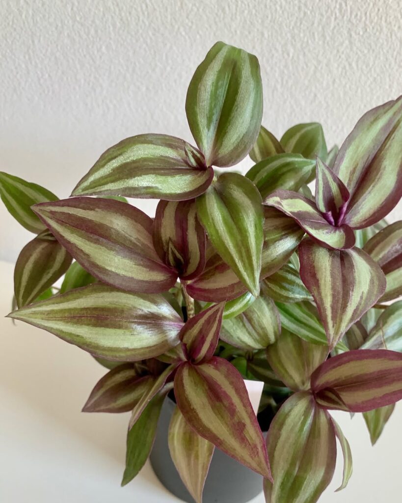 Tradescantia Zebrina Silver Smudge