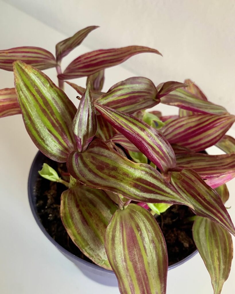 Tradescantia Zebrina Tikal